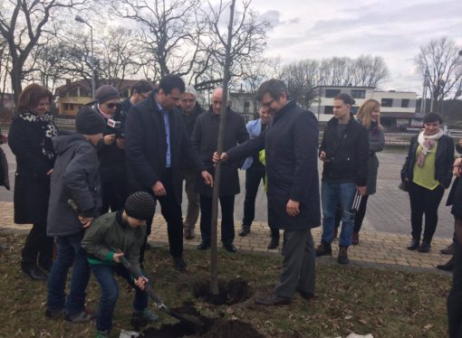 Ostrowska Platforma sadzi drzewa