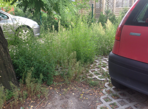 Parking na Ogrodowej zarasta jak wiele innych miejsc w Ostrowie